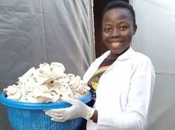 Mushroom