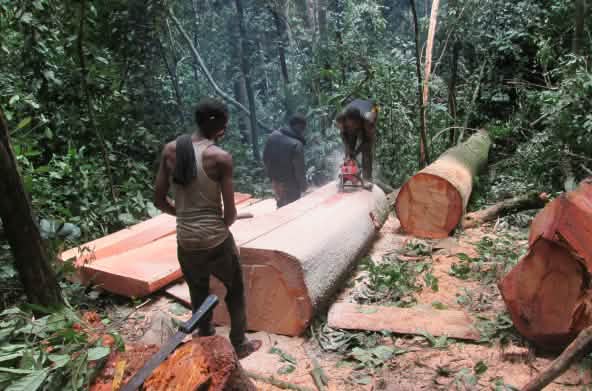 logging