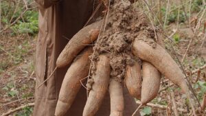 Cassava-1424×802-1