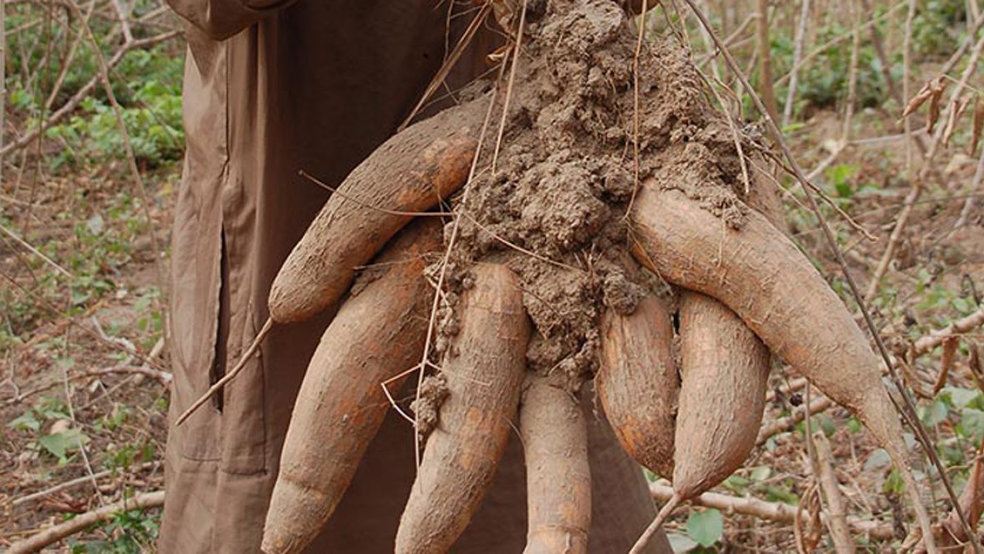Cassava-1424×802-1