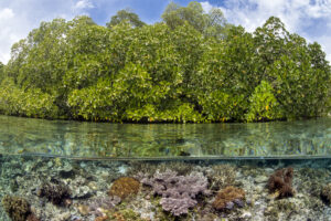 Corals In Mangrove. Indonesia