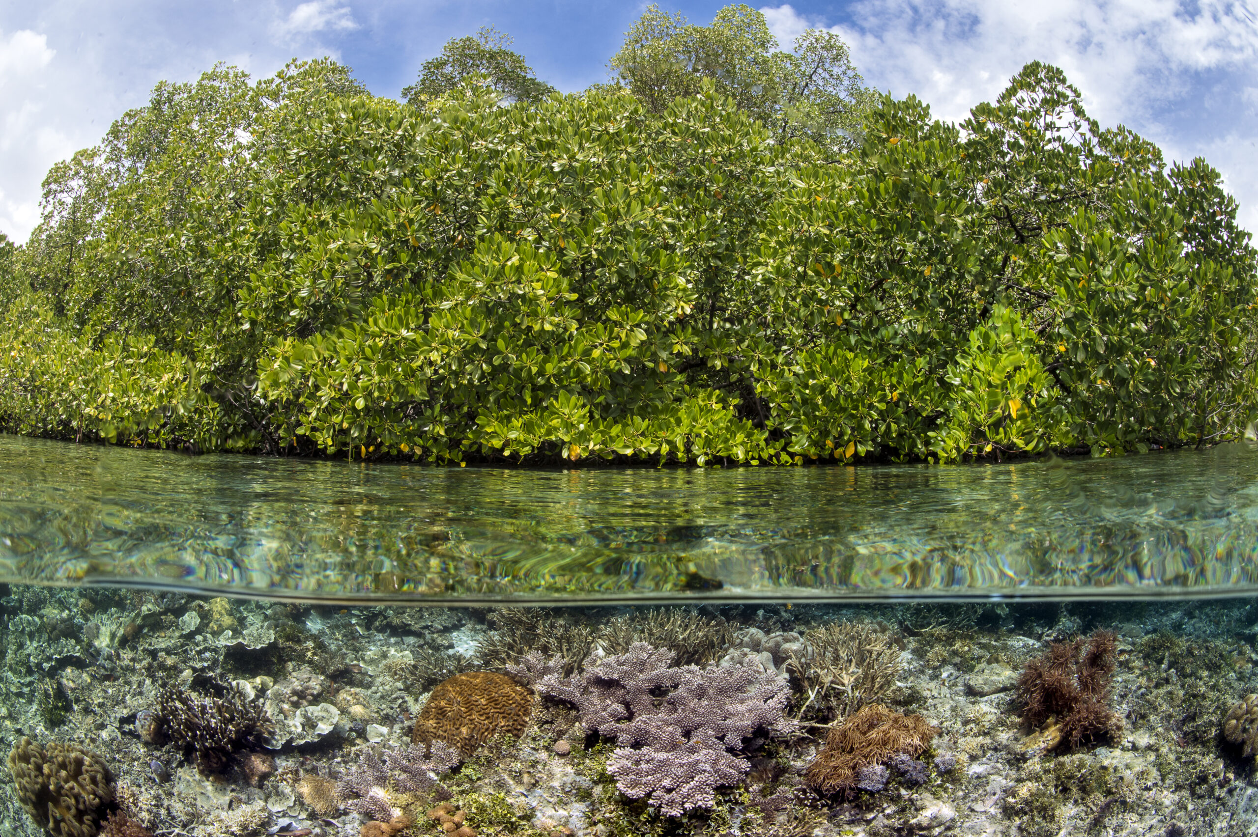 Corals In Mangrove. Indonesia