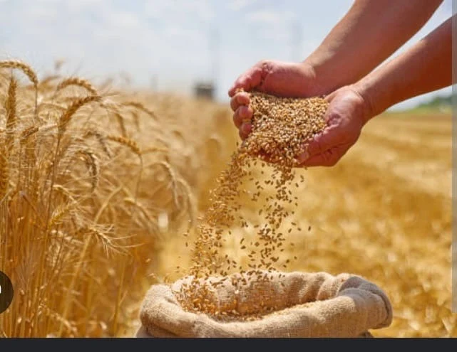wheat